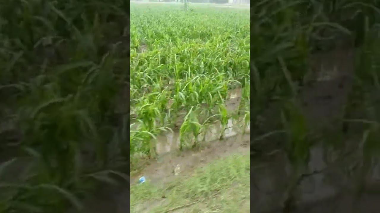 Hailstorm Effects on Crops #Hailstorm #thunderstorm #heavyrain #hailing
