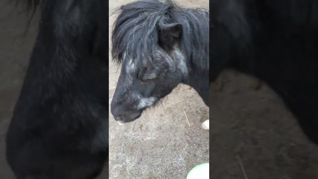Joni und Nilsi:" Hundeglocken " die man besprechen kann! für Zirkuslektionen missbraucht...!😅