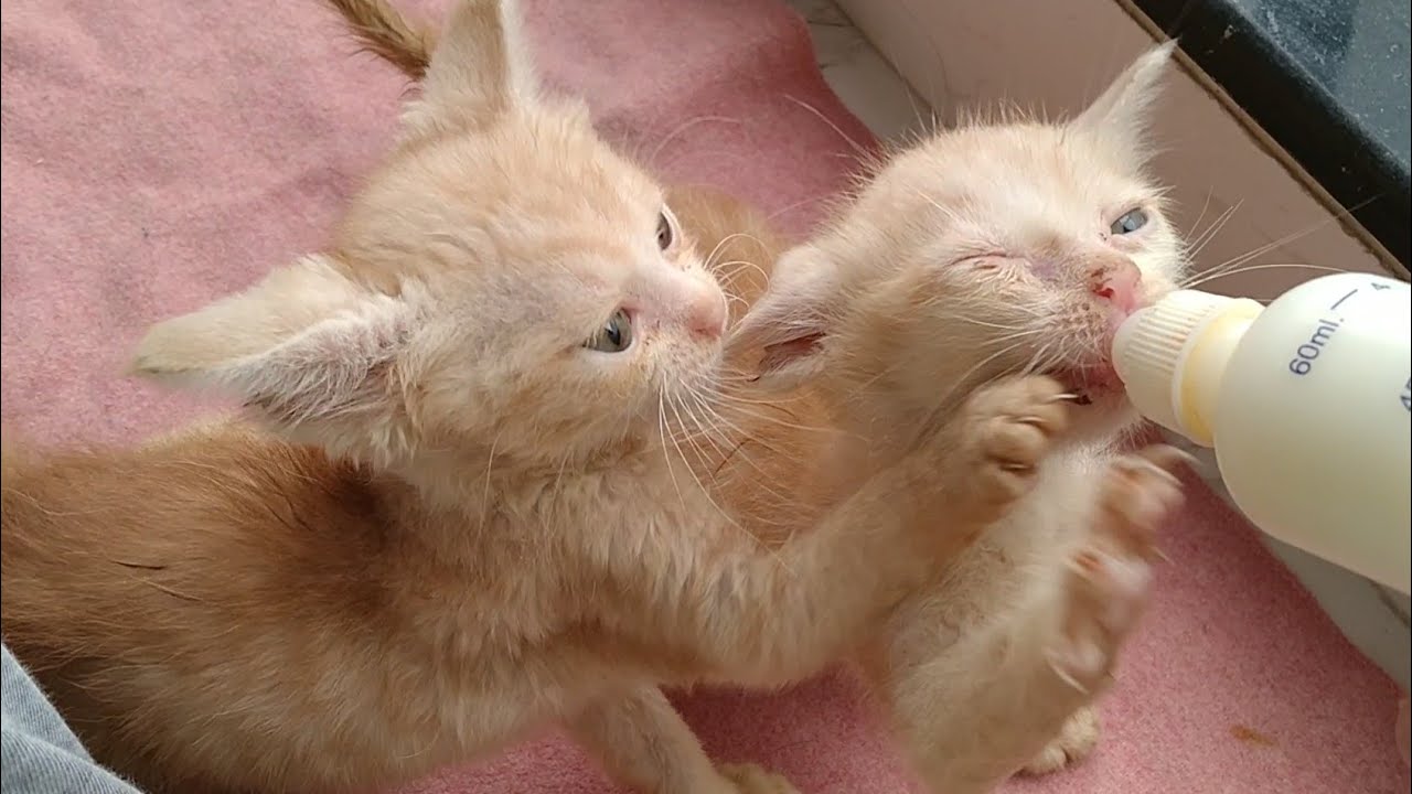 Rescue Kitten Fighting For Milk Bottle With Funny Strategy Comes Attack And Run Away