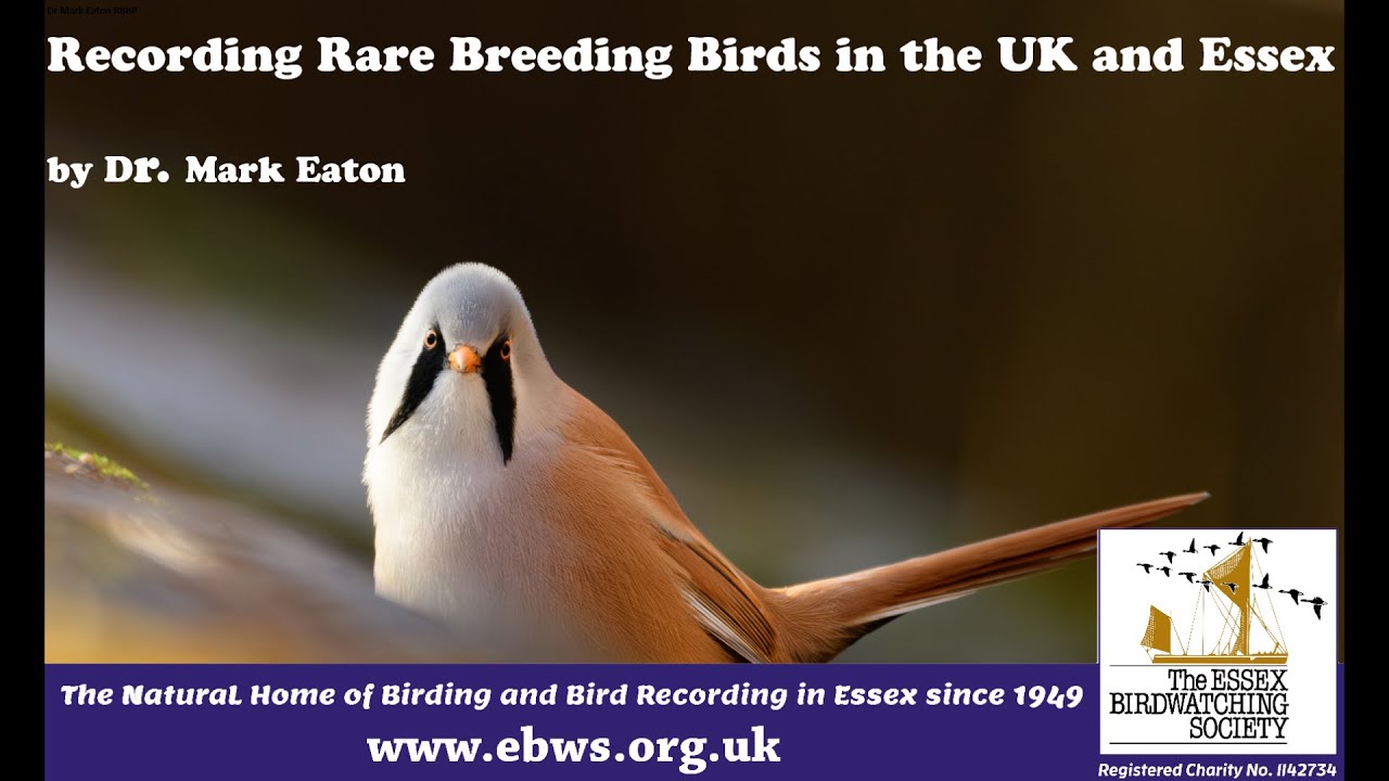 Recording Rare Breeding Birds in the UK and Essex by Mark Eaton