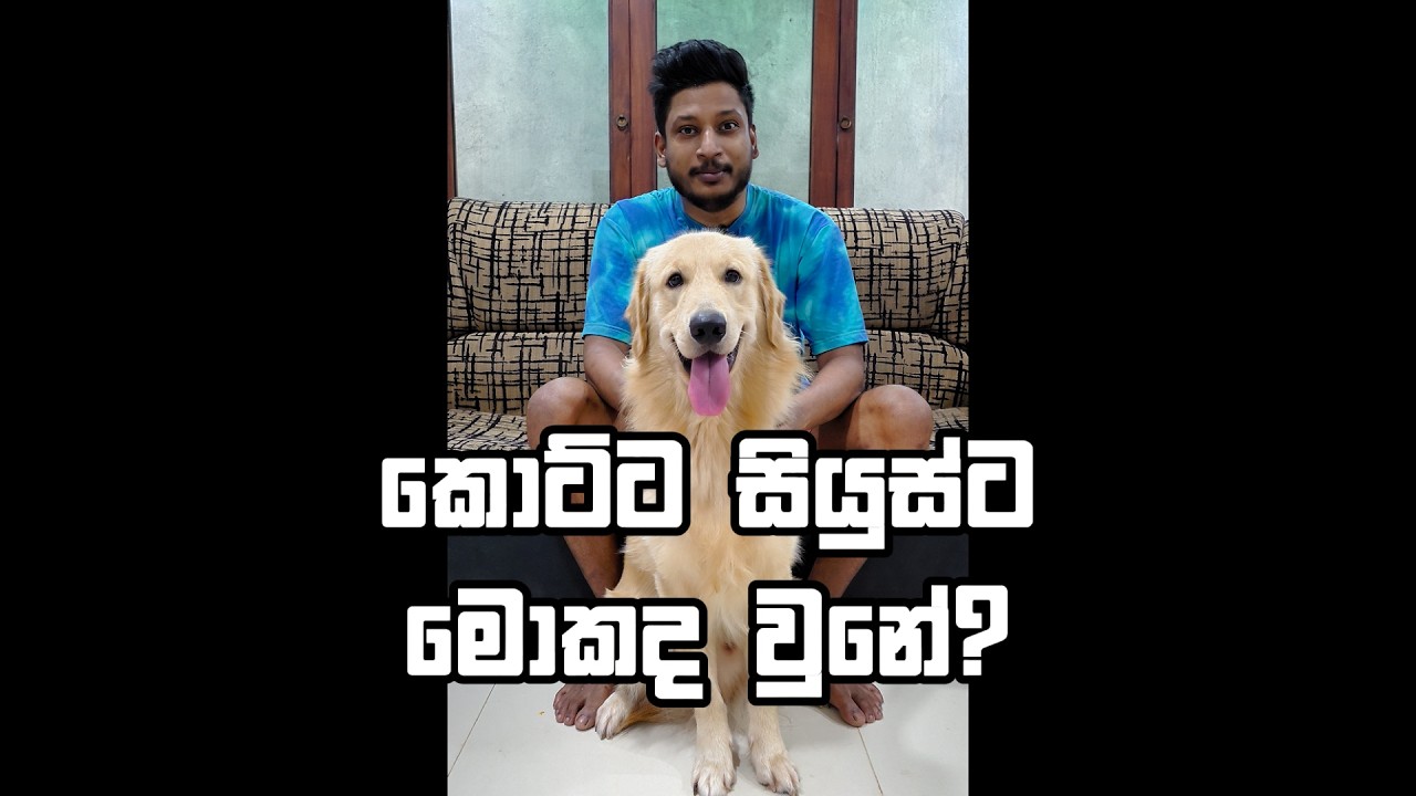 කොට්ට සියුස්ට මොකද වුනේ? 💖 #සියුස් #sisarahasthi #කොට්ටසියුස් #මහාරාණිසෆයා