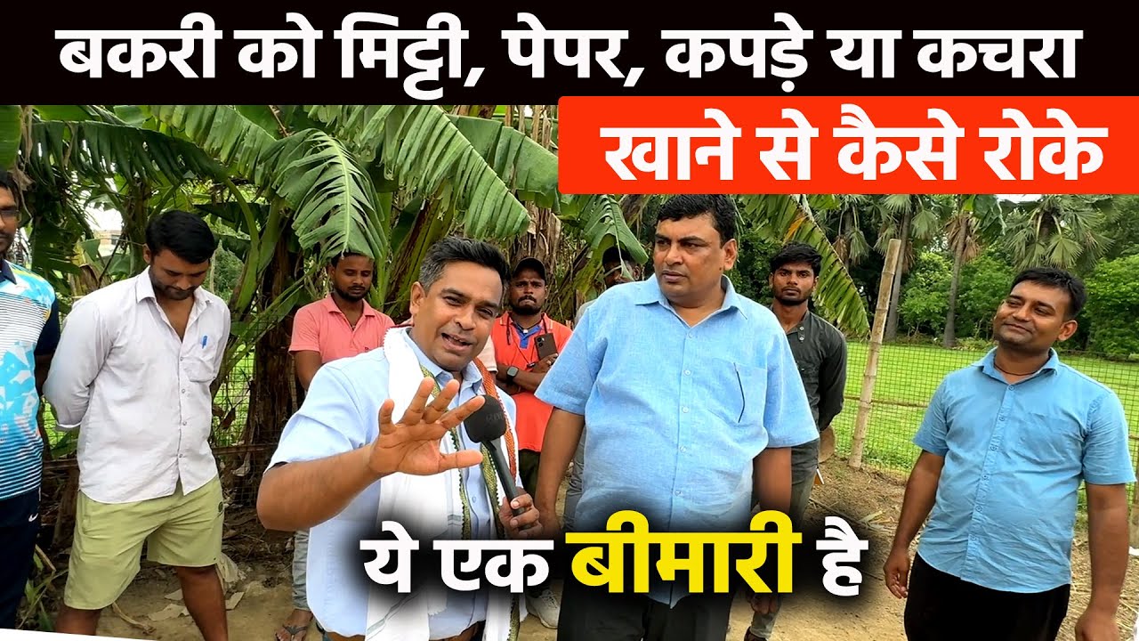 बकरी को मिट्टी, पेपर,प्लास्टिक, कपड़े या कचरा खाने से कैसे रोके🐐Pica Treatment🐐पाइका बीमारी रोकथाम