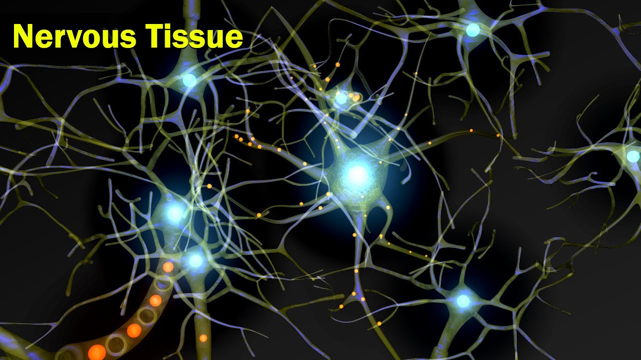 Nervous Tissue | Structural Organization in Animals | Anatomy | Inter 2nd year Class 11 Biology