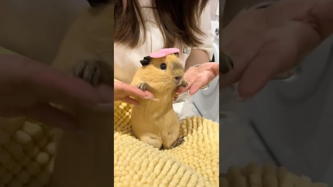 5 Guinea pig facts that actually shocked me