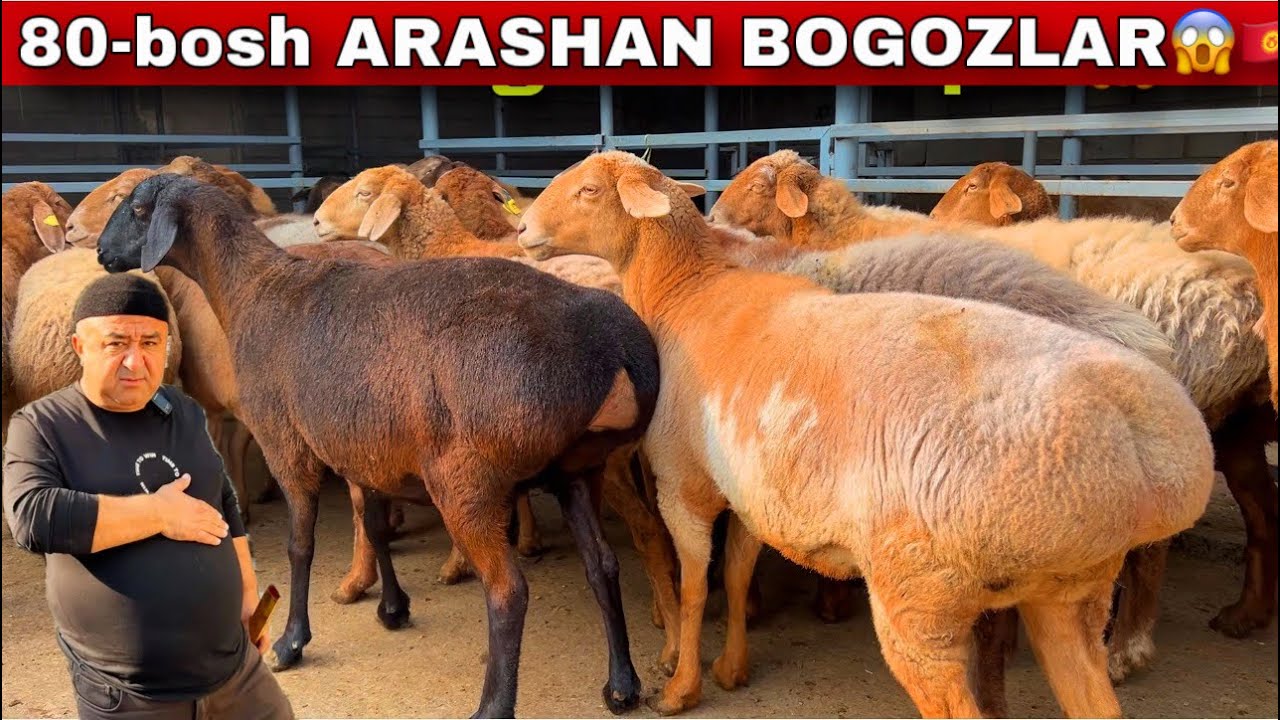 TURSINALI AKAGA 😱 80-BOSH ARASHAN BOG‘OZ ONA BOLA KELDI! 🐑🔥