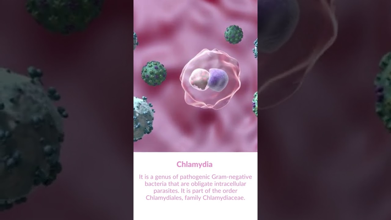 What is Chlamydia bacteria?