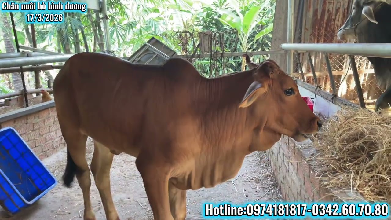 Cặp cái sind quá đẹp chỉ 35tr/1 cặp@channuoibobinhduong8373 
