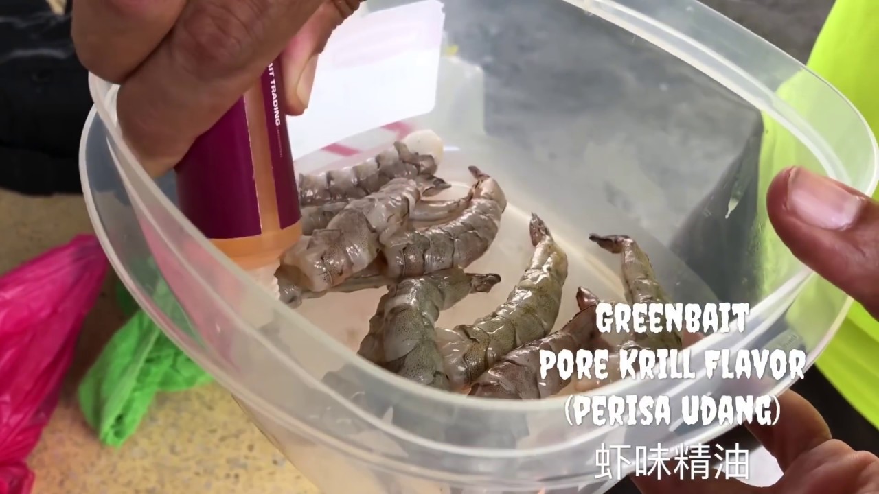 Umpan Ikan Siakap