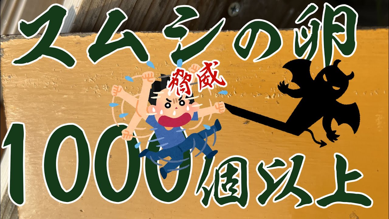 【二ホンミツバチ 養蜂 最大の悩みスズメバチより厄介】・スムシの卵 1000個以上 8月になっても勢い増す！