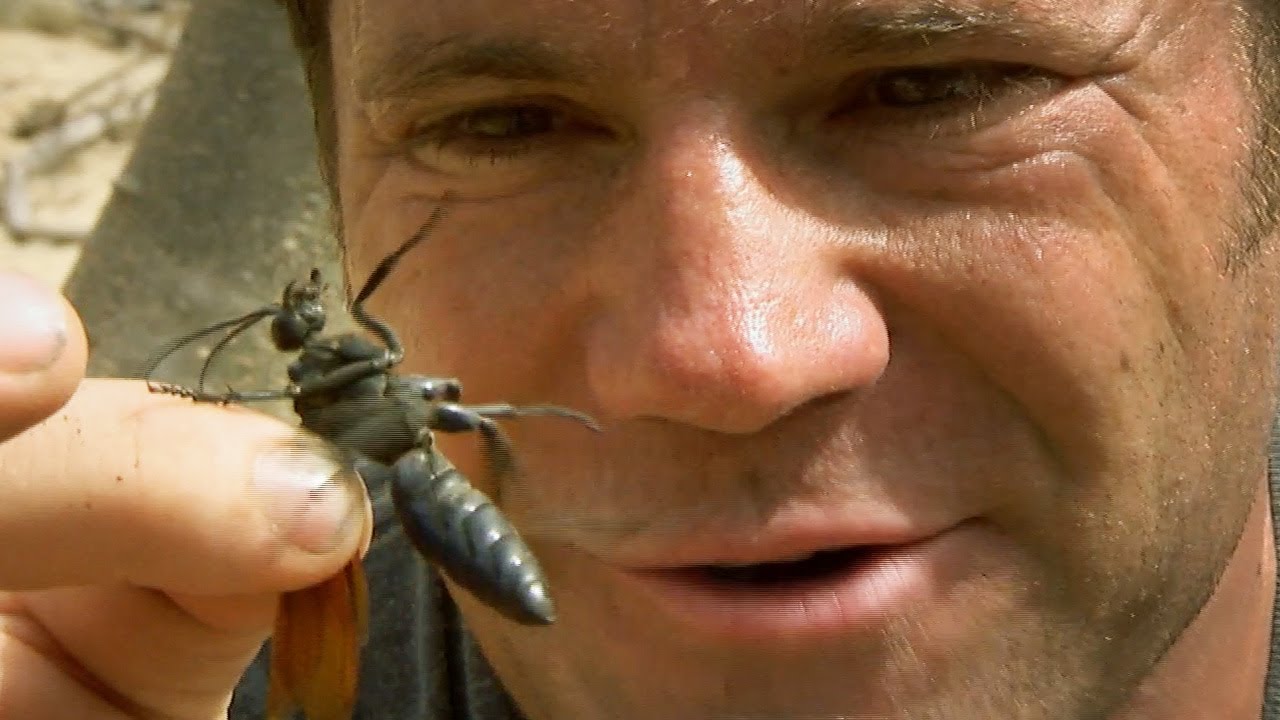Capturing the Tarantula-eating Wasp | Deadly 60 | BBC Earth Explore