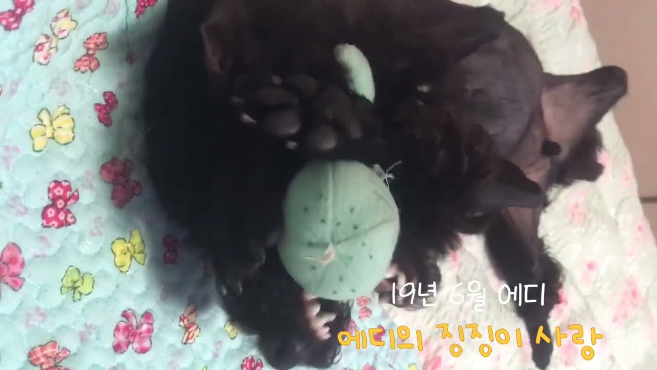 징징이 살려~