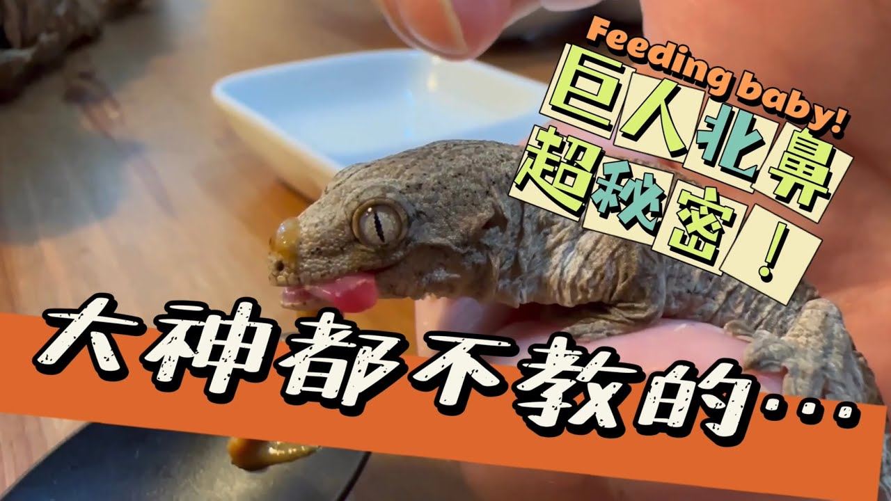 大神不教的～青蛙爸爸教你養！巨人守宮寶寶超簡易照顧的秘訣是…