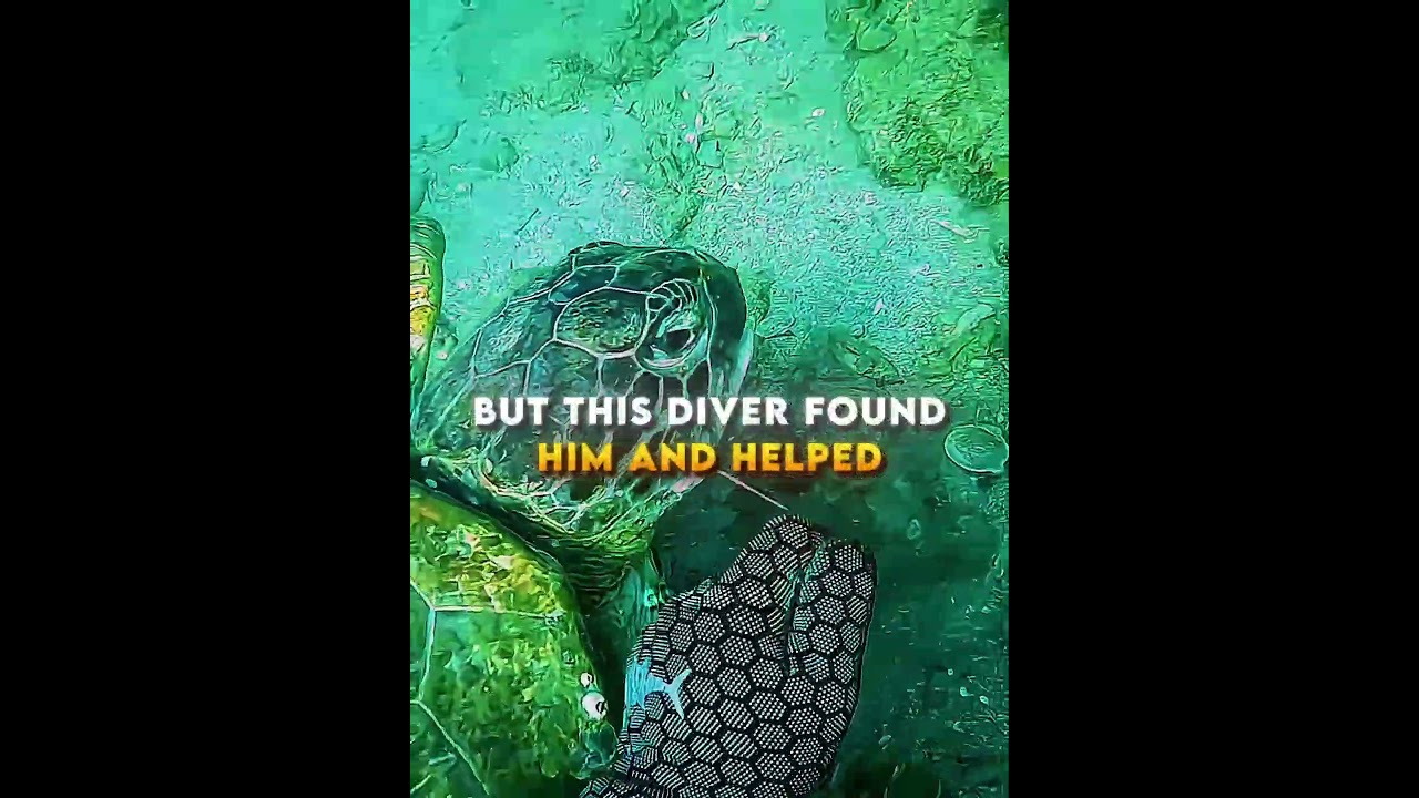 This turtle got stuck by a fishing hook ❤️&zwj;🩹