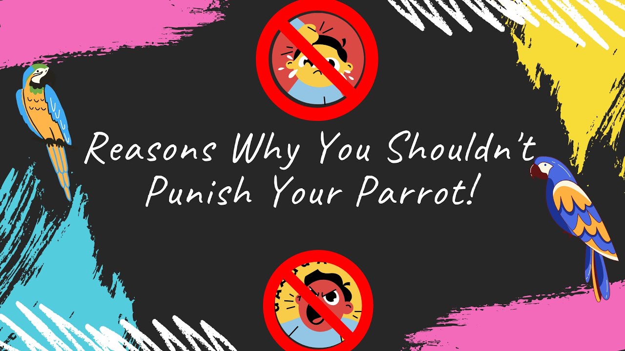 Reasons Not To Punish Your Parrot! | Parrot Behaviour | TheParrotTeacher