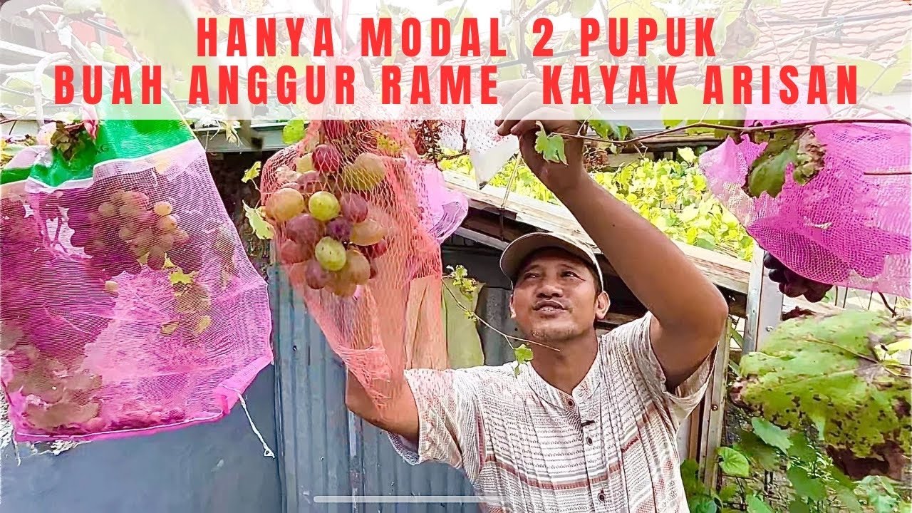 Modal 2 Pupuk, Buah Rame Kayak Arisan. Panen Anggur Gak Kalah Sultan