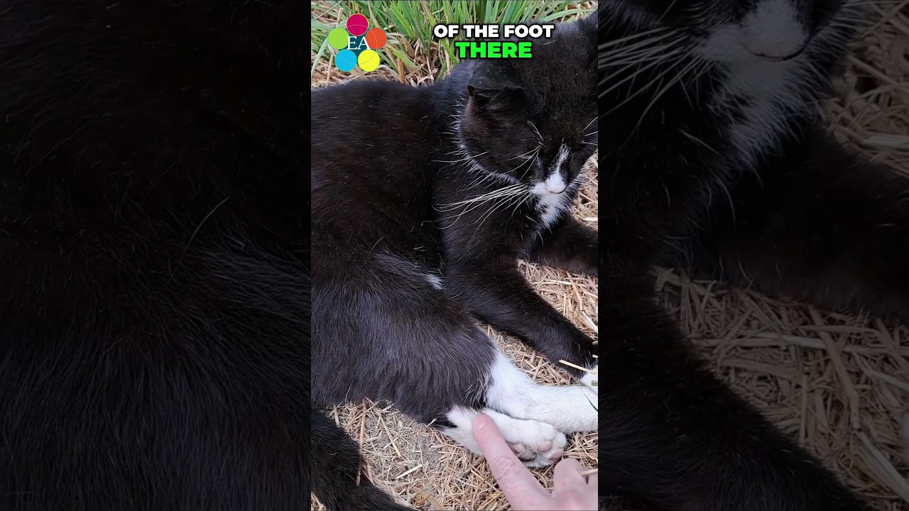 Simple acupressure touch to help your cat's digestion - Sweet Harvest SP 3
