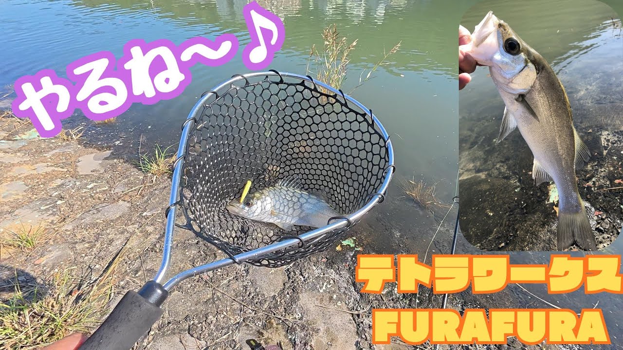メッキ釣り　和歌山　FURAFURA作戦です♪