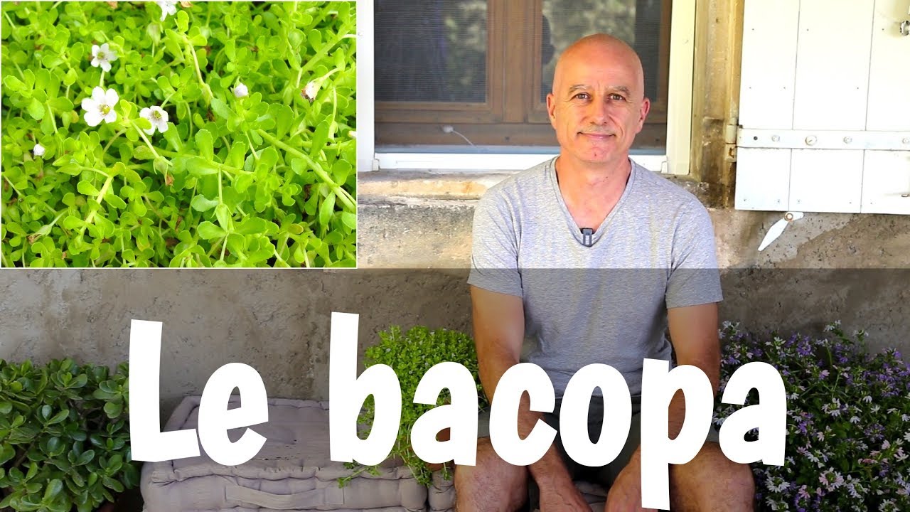 Bacopa : mémoire, capacités cognitives, alzheimer