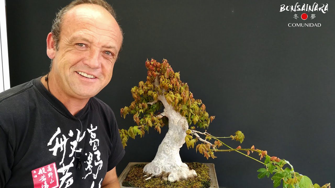 Arce buergerianum Evolución - Nacho Salar