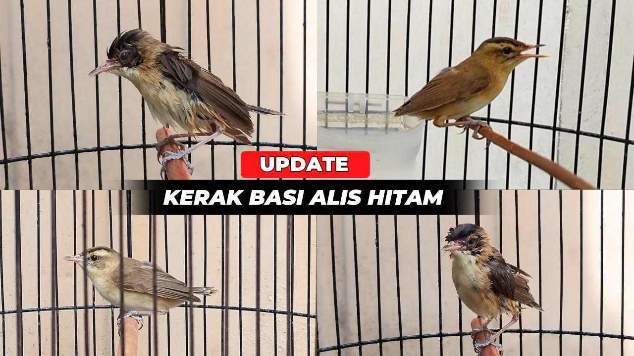 LANJUT PERAWATAN SHINCHAN / KERAK BASI ALIS HITAM❗
