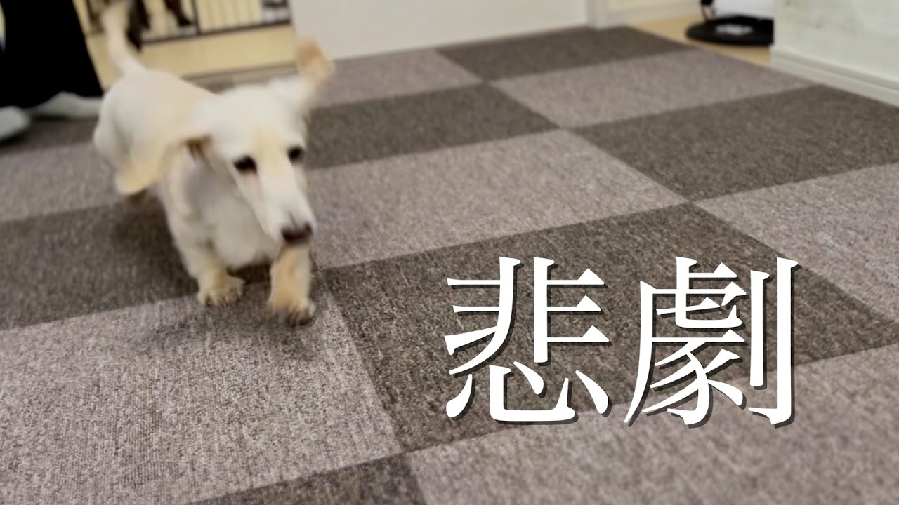 【ママ号泣】愛犬のためにタイルカーペット貼ったら衝撃の結末が…