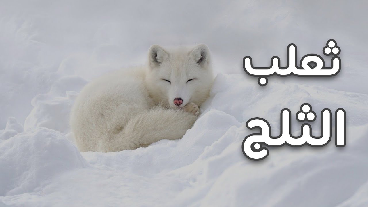 ثعلب الثلج والقمر  | عبد الدائم الكحيل