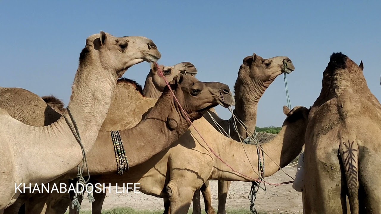 Camel Market || Camel Video || Beautiful Camel || Uses Of Camel || Camel Life || Desert Camel