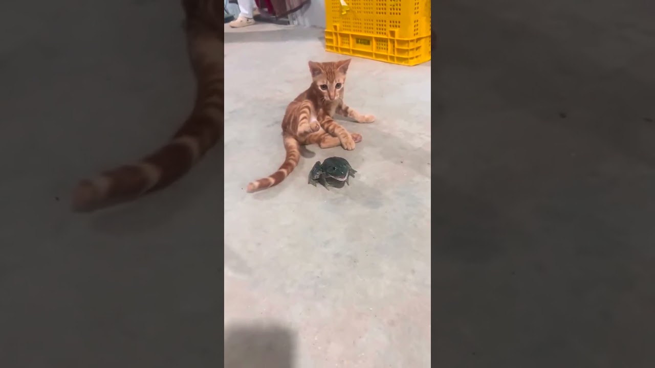 When animals steal the show 