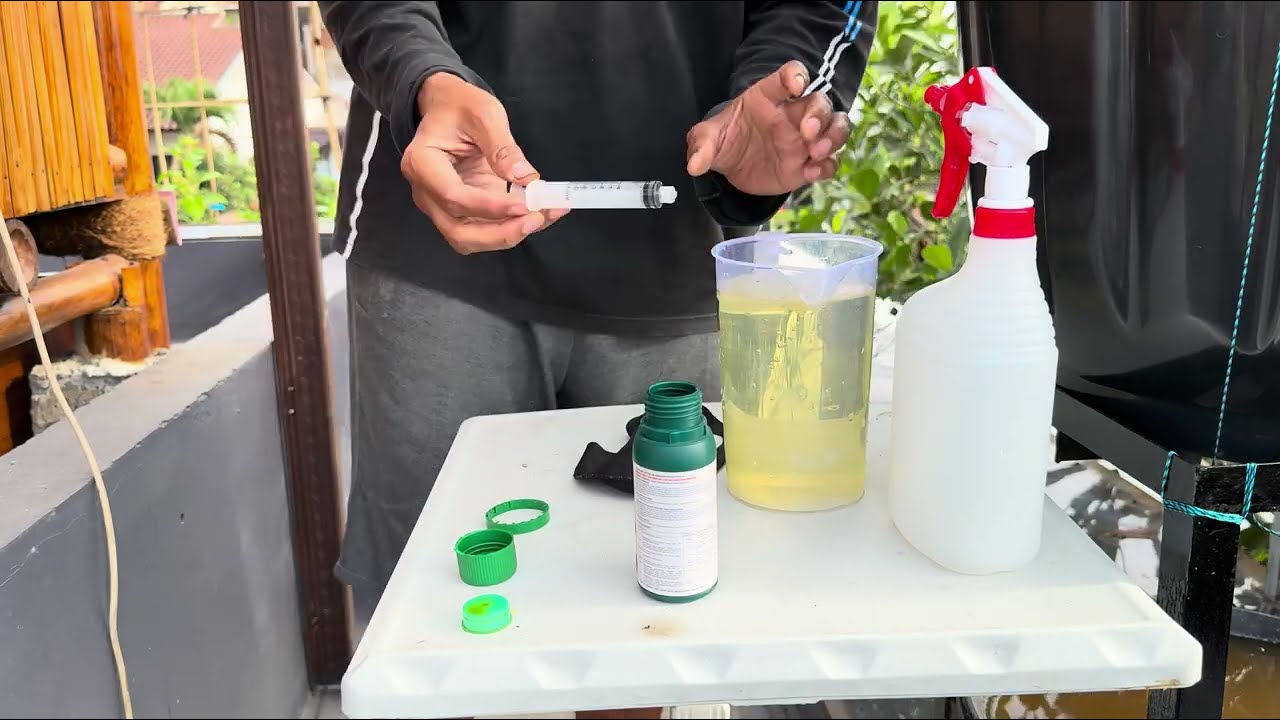 Awalnya takut memangkas bibit anggur yang masih kecil…, JUSTRU INI RAHASIANYA🍇