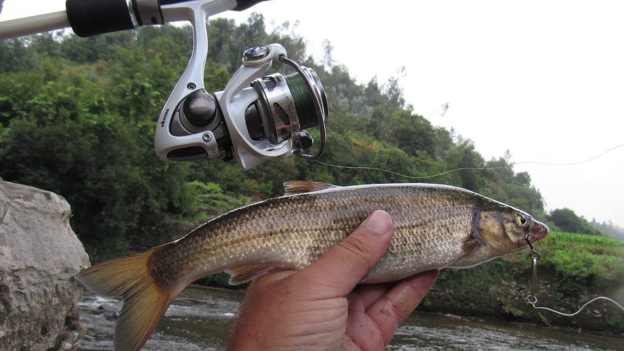 Boga gigante em LRF - giant Pseudochondrostoma polylepis