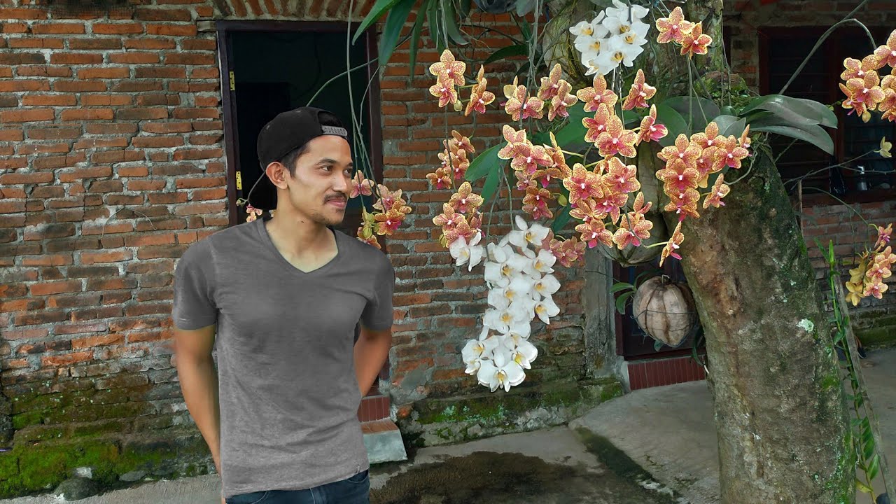 Anggrek Bulan Berbunga Lebat, Fahri Orchid on Vacation