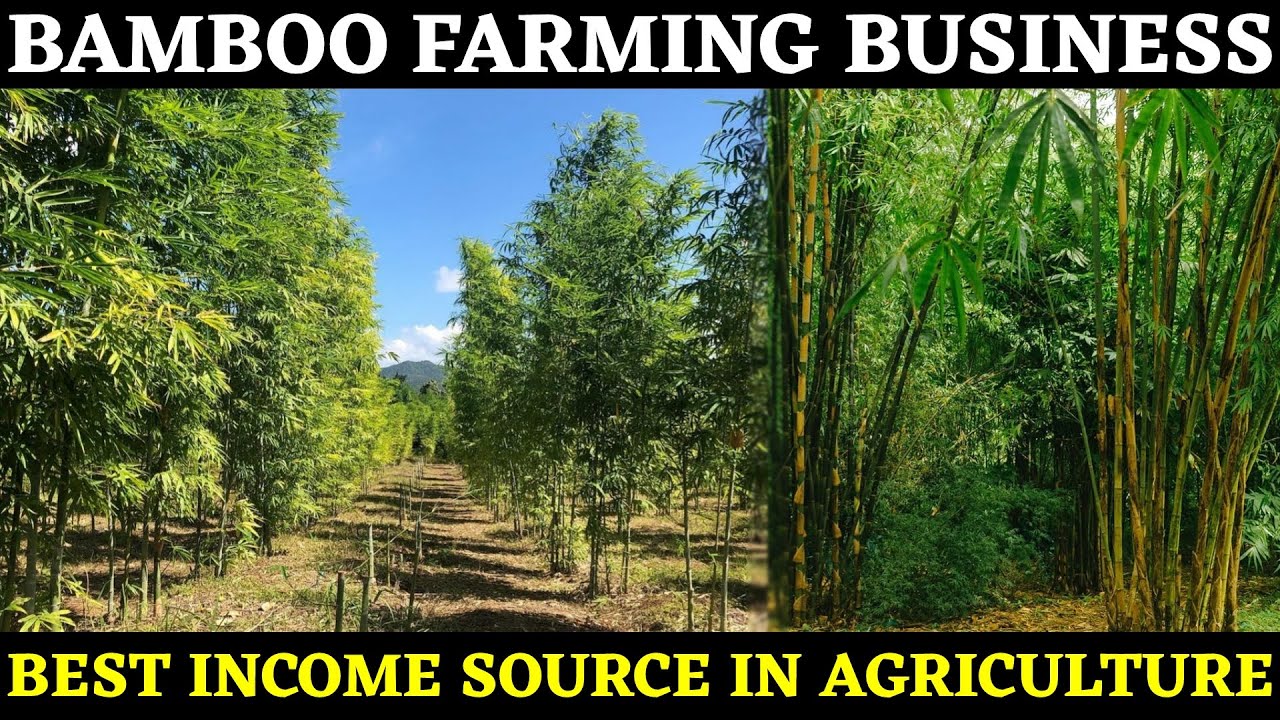 Bamboo Farming Business | Bamboo Cultivation | Baas Ki Kheti Jankari