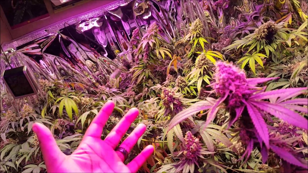 Spectrum King 400+ LED Grow Feat. Kanna Genetics & Trichome Jungle Genetics Ep.6