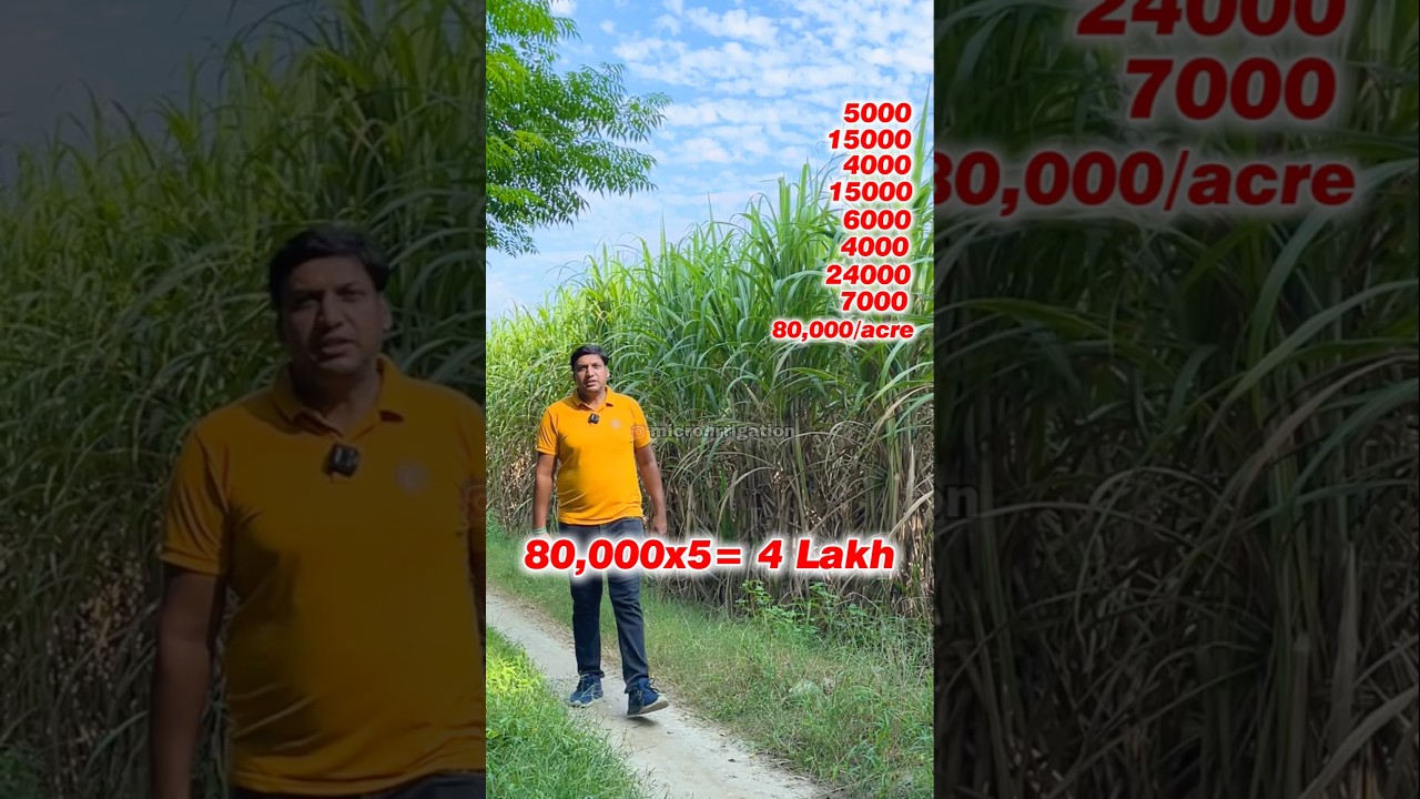 गन्ने की खेती में किसान को क्या बचेगा ? #sugarcanefarmers #sugarcane