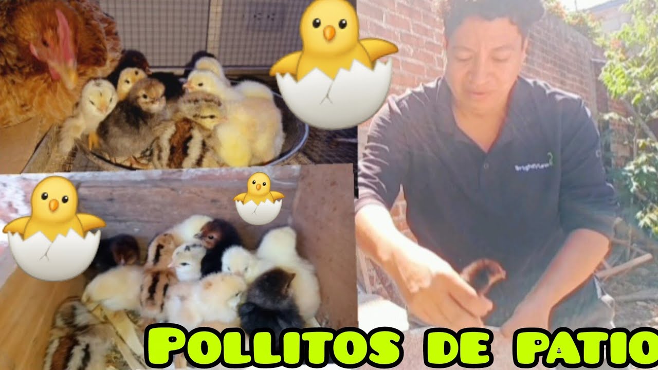 No Creerán la cantidad de pollos los que nacieron😱