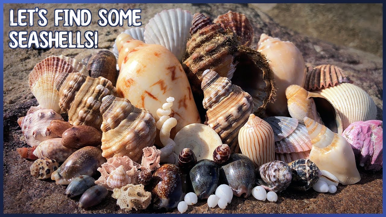 Shells From Two Different Beaches | Beach Hopping and Shelling at Low Tide
