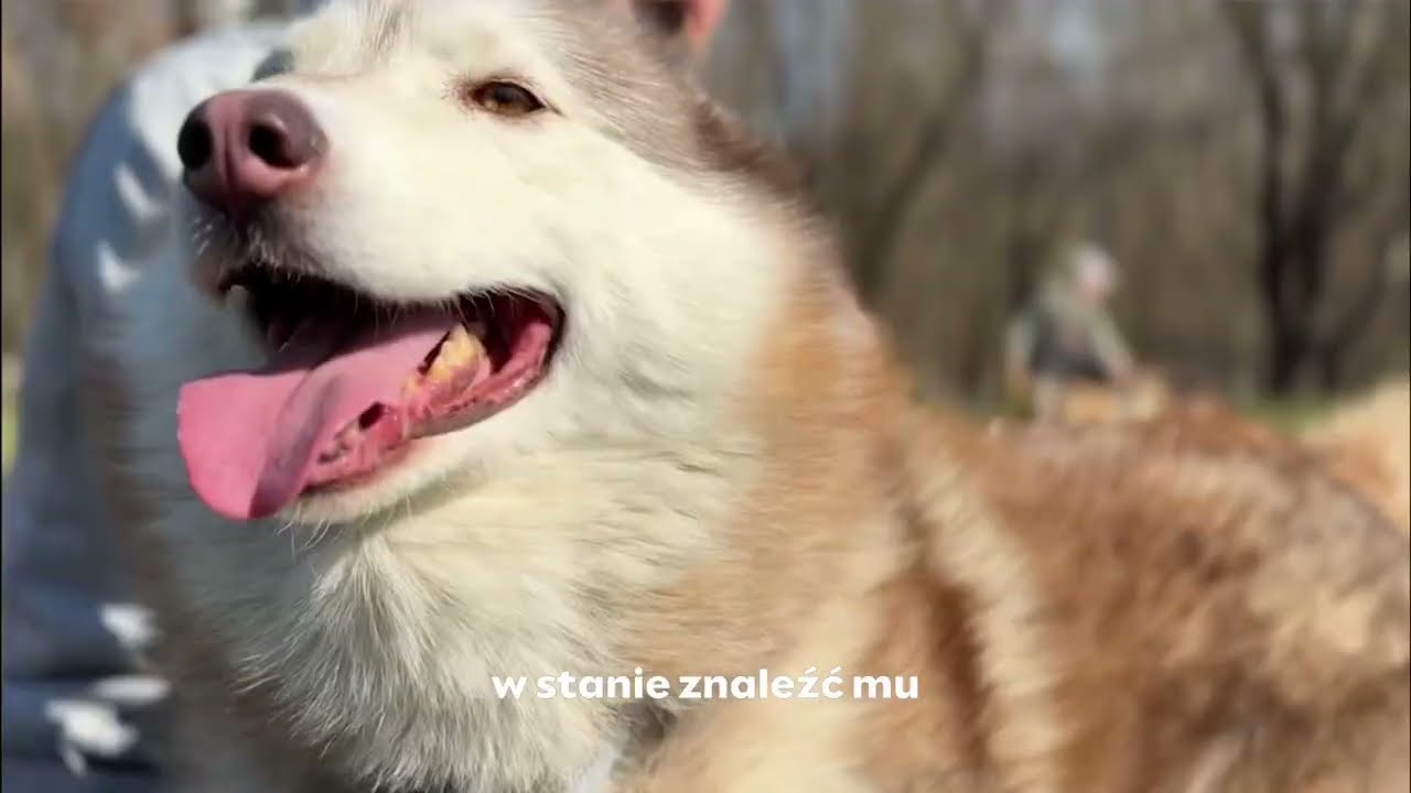 Dzień z życia Schroniska Na Paluchu &ndash; część 6. WOLONTARIUSZ