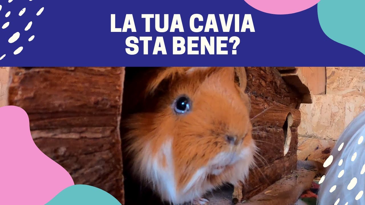 COME capire se il tuo PORCELLINO D'INDIA sta male