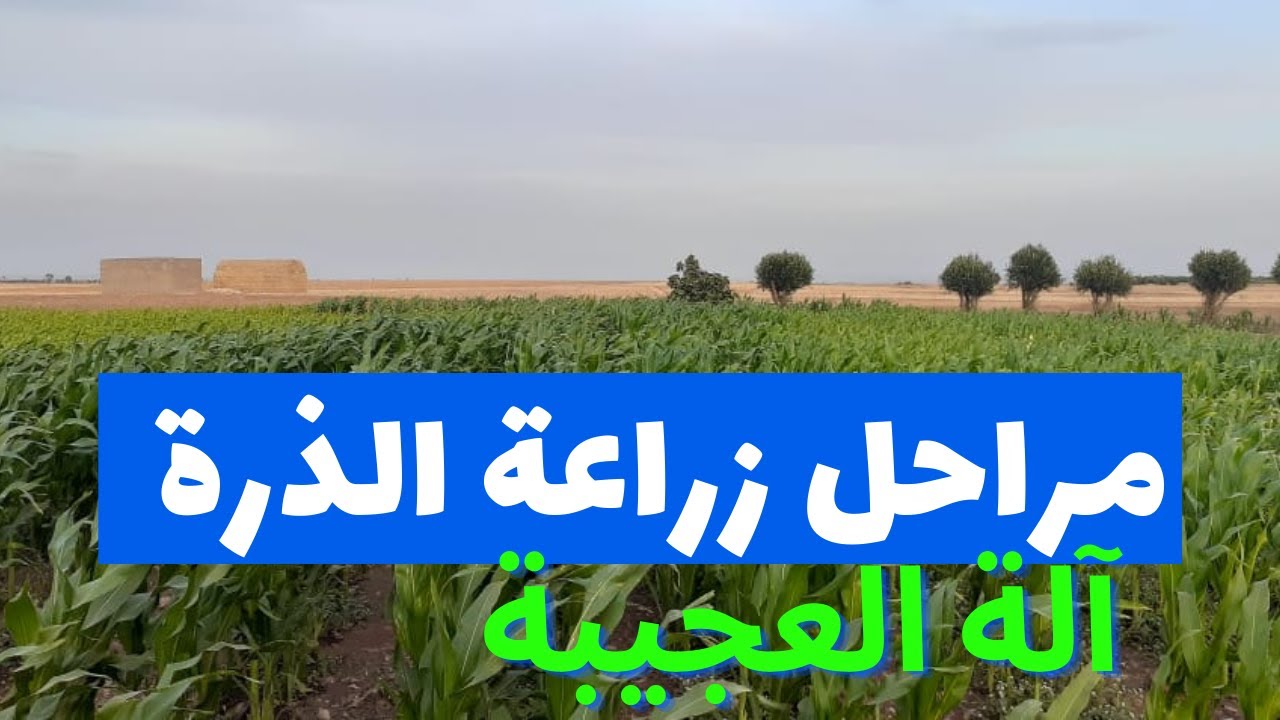 اجيو تشوفو مراحل زراعة الذرة بآلة العجيبة فمدة 45 يوم #Shorts