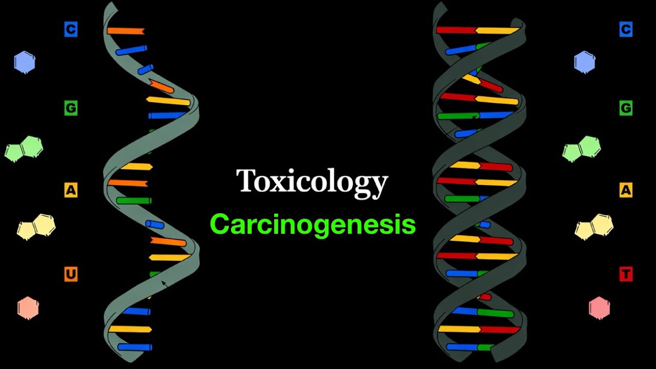 Toxicology / Lec.3 / Part 2