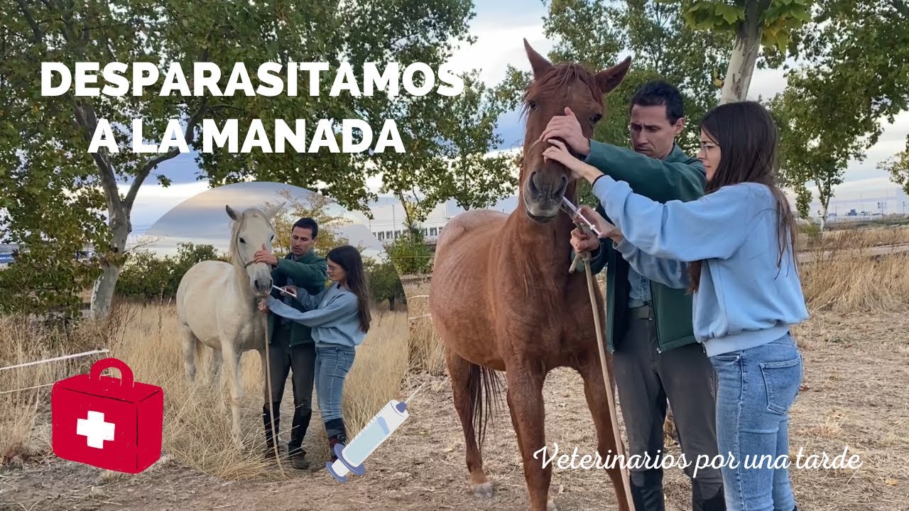 DESPARASITAMOS a nuestros CABALLOS - Haciendo de VETERINARIOS por una tarde