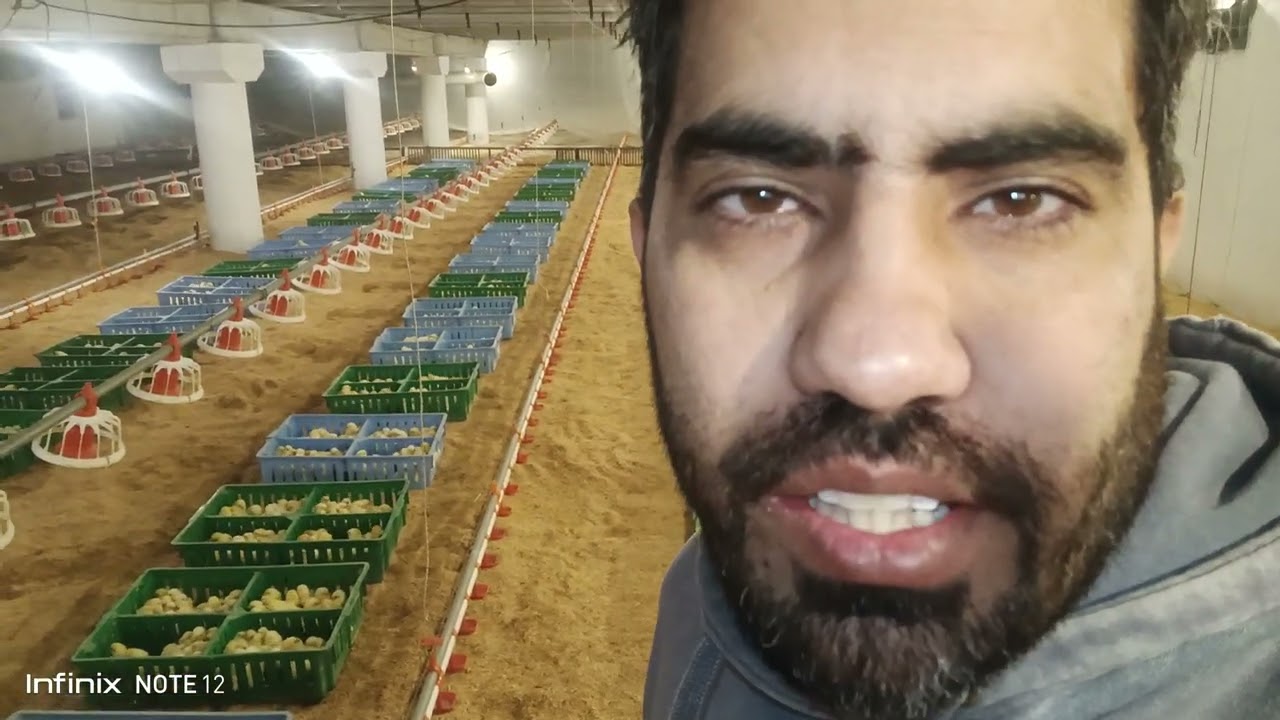 Broiler 18000 Chicks Arrival | How to unboxing poultry Broiler chicks | chicks feeding and brooding 