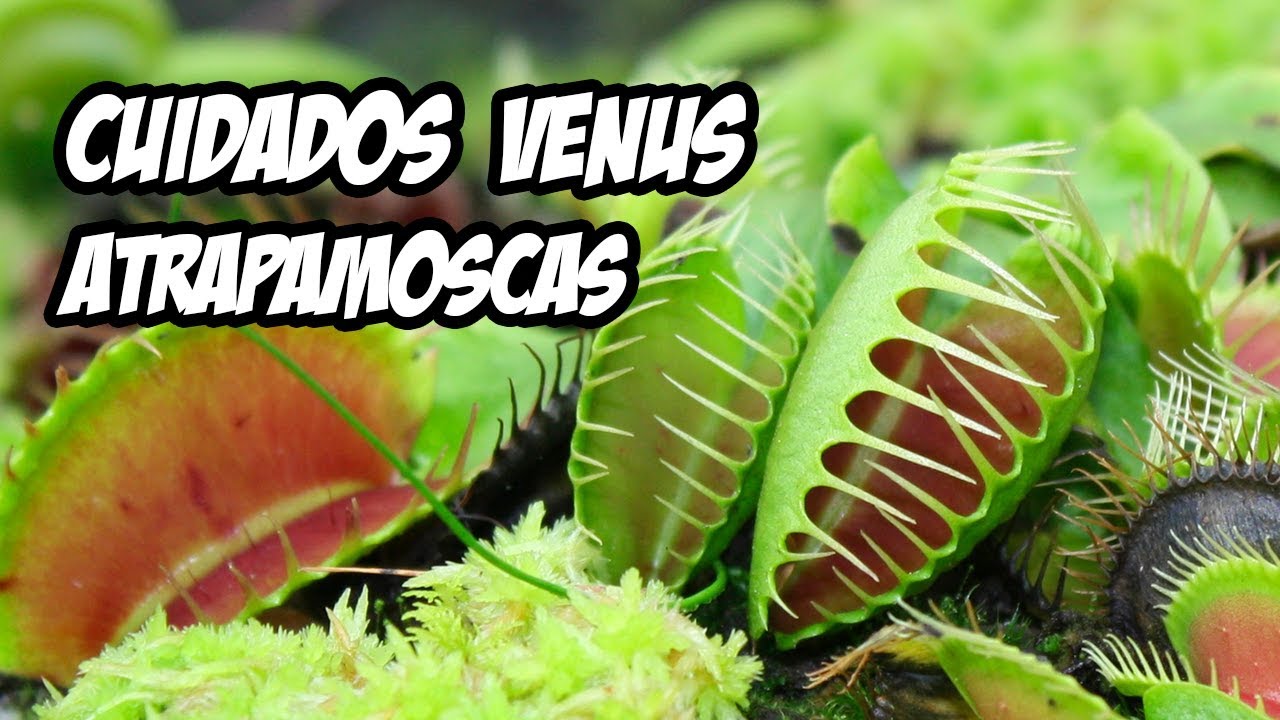 PLANTA CARNÍVORA VENUS ATRAPAMOSCAS | Cuidados Básicos | La Huerta de Ivan