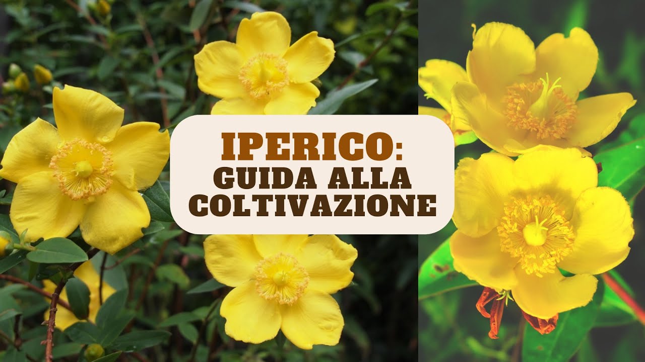 IPERICO: un arbusto ideale per il tuo giardino! - W&A Gardens: orto e giardino