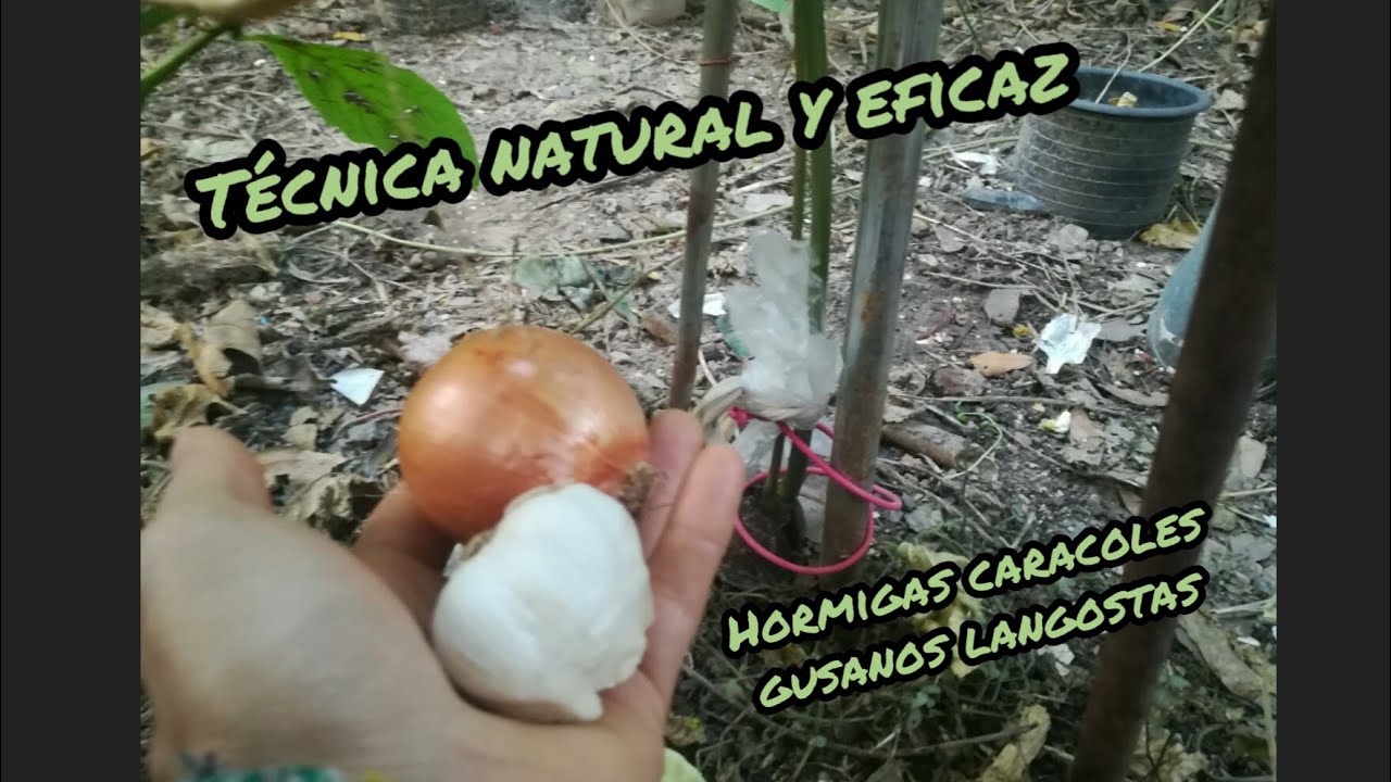 Ahuyentar hormigas caracoles gusanos langostas naturalmente 🍃