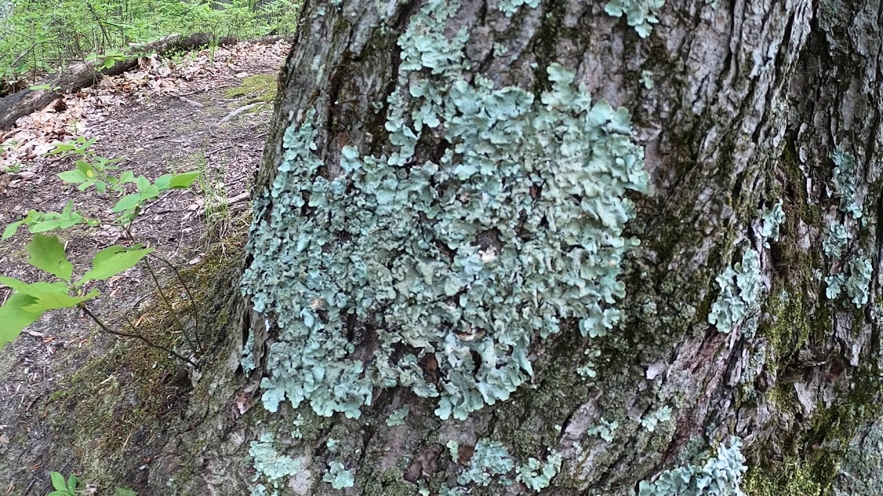Foliose Lichen
