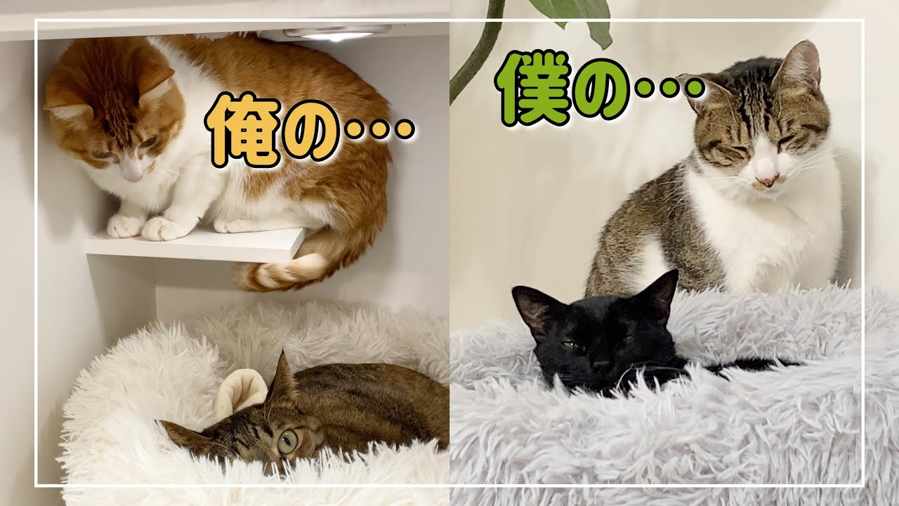 猫2匹がクッションを諦めきれずこの後にとった行動が驚きでした&hellip;笑【4K猫動画】