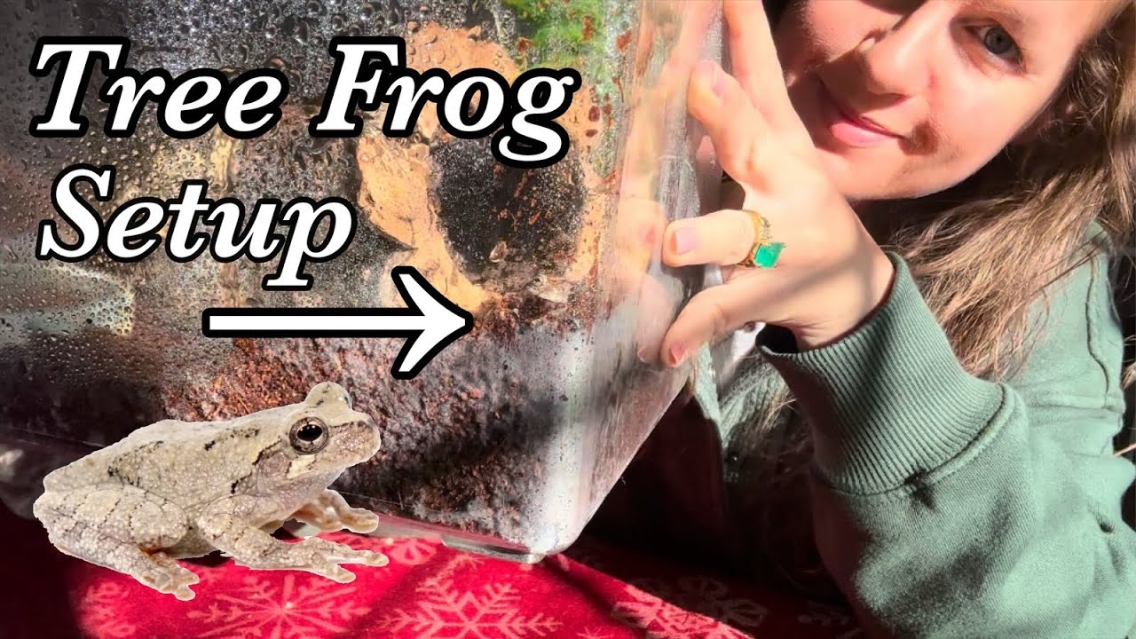 Tree Frog Tank Setup For Winter!