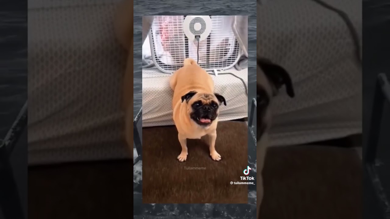 Nuclear dog fart 💨 #dogfart #trynottolaugh #funnypets