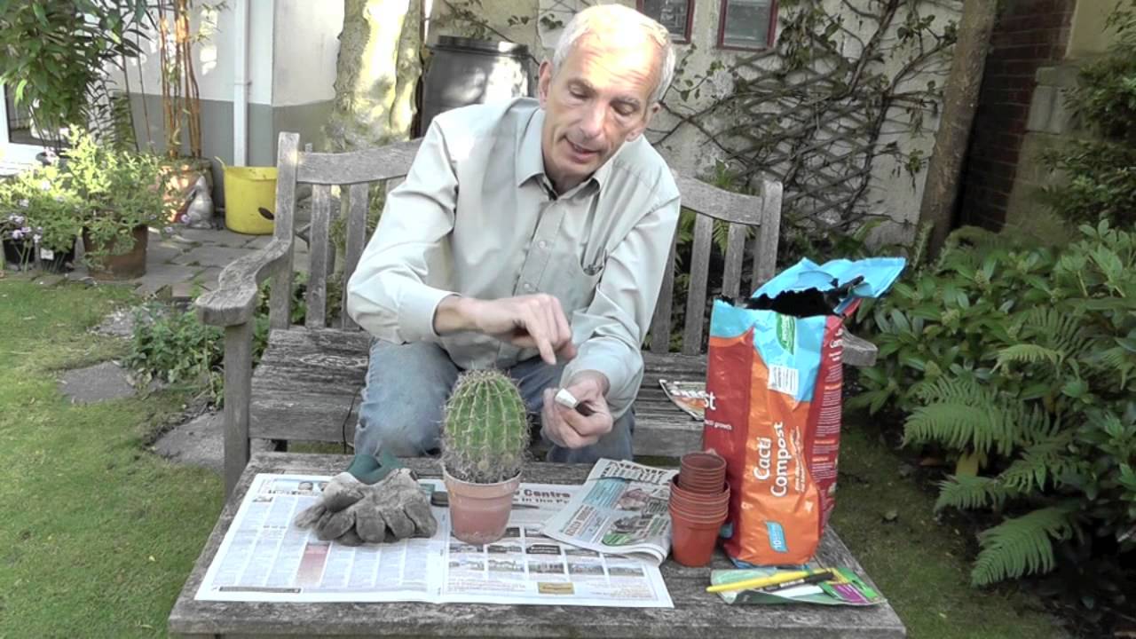 Amateur gardening: How to take cactus cuttings